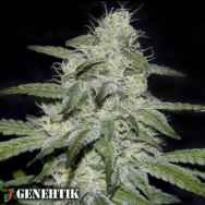 Genehtik Seeds Kritikal Bilbo CBD