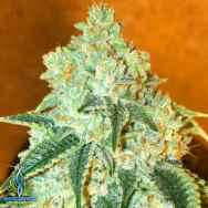 Exotic Genetix Seeds A1 Yola