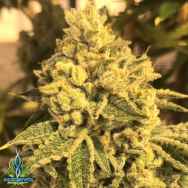 Exotic Genetix Seeds Ceasar