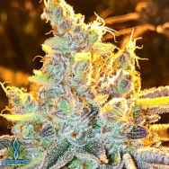 Exotic Genetix Seeds Crunch Berries