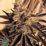 Exotic Genetix Seeds Donkey Butter