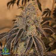 Exotic Genetix Seeds Milk & Cookies