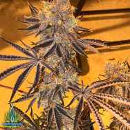 Exotic Genetix Seeds Triple Chocolate Chip