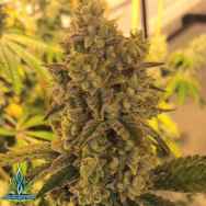 Exotic Genetix Seeds Triple OG