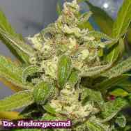 Dr. Underground Seeds American Beauty