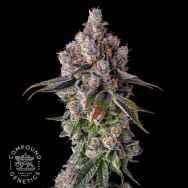 Compound Genetics Seeds 90 Proof