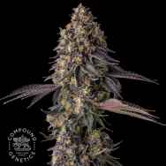 Compound Genetics Seeds Kumamotoz