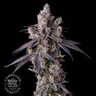 Compound Genetics Seeds Mora Azul