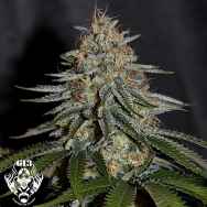 G13 Labs Seeds Rainbow Explosion
