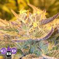 CBD Crew Seeds Girl Scout Cookies