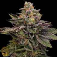 Green Bodhi Seeds Hazy Driver