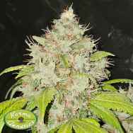 Karma Genetics Seeds 95 Banger
