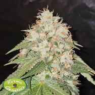 Karma Genetics Seeds Headlock