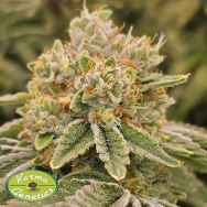 Karma Genetics Seeds TK Banger