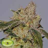 Karma Genetics Seeds Valley Banger