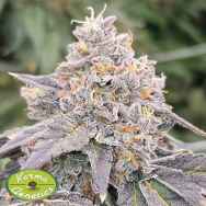 Karma Genetics Seeds Zowahh Fresca