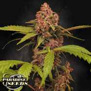 Paradise Seeds AUTO Banana Purple