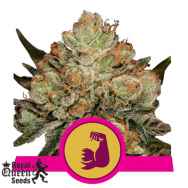 Royal Queen Seeds HulkBerry