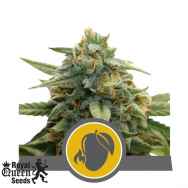 Royal Queen Seeds Mango Crunch