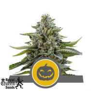 Royal Queen Seeds Pumpkin Kush