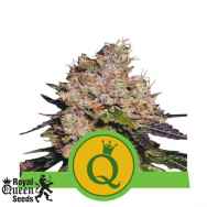 Royal Queen Seeds Purple Queen AUTO