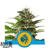 Royal Queen Seeds Tatanka Pure CBD