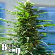 Brothers Grimm Seeds Rosetta Stone XX