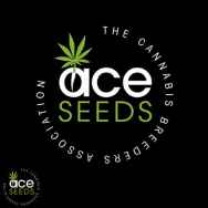 ACE Seeds Green Haze x Malawi