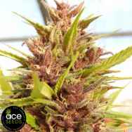 ACE Seeds Malawi x PCK