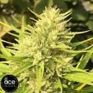 ACE Seeds Malawi x Panama