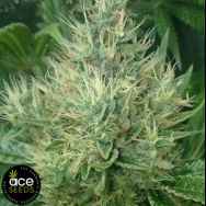 ACE Seeds Panama x Bangi Haze