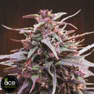 ACE Seeds Purple Haze x Malawi