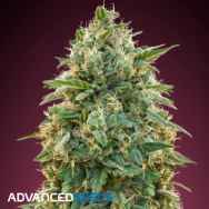 Advanced Seeds Amnesia