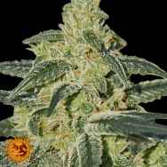 Barneys Farm Seeds Afghan Hash Plant