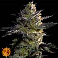 Barneys Farm Seeds Blueberry OG