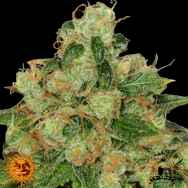 Barneys Farm Seeds CBD Caramel