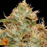 Barneys Farm Seeds CBD Lemon Potion Auto