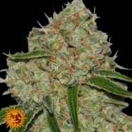 Barneys Farm Seeds Phantom OG