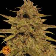 Barneys Farm Seeds Pineapple Haze