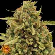 Barneys Farm Seeds Widow Remedy