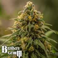 Brothers Grimm Seeds Apollo XX