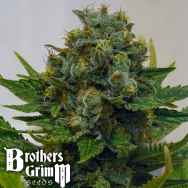 Brothers Grimm Seeds Cinderella XX