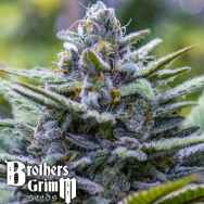 Brothers Grimm Seeds Crystal Blue