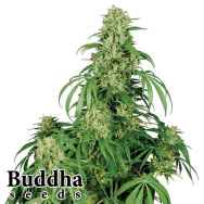 Buddha Seeds Calamity Jane Autoflowering