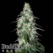 Buddha Seeds Pulsar