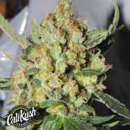 Cali Kush Farms Genetics Emperor Mandarin