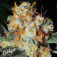 Cali Kush Farms Genetics Jaffa Cake