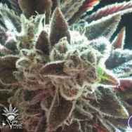 CannaVenture Seeds hUrkle OG