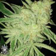 CannaVenture Seeds LVTK Las Vegas Triangle Kush