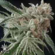 Cannaventure Seeds Tennessee Kush #2